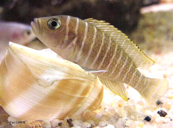 un n. similis avec sa coquille