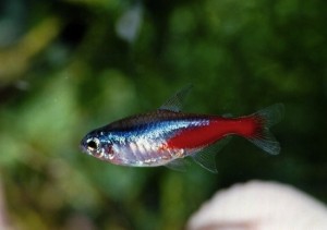 Paracheirodon innesi